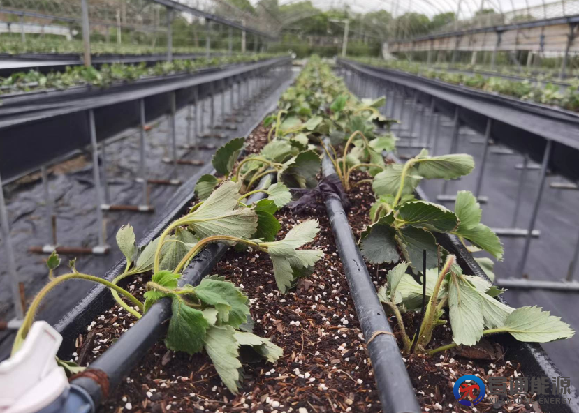 保山大棚节水灌溉厂家,活性水技术如何提升用水效率？