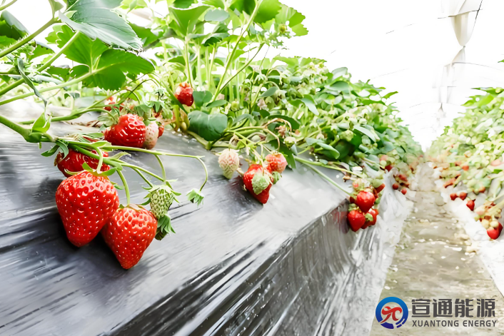 草莓番茄双杆整枝株距多少？科学种植间距全解析